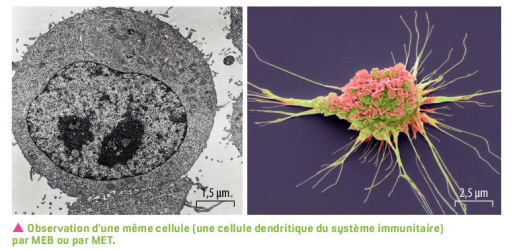 CELLULESmeb.png