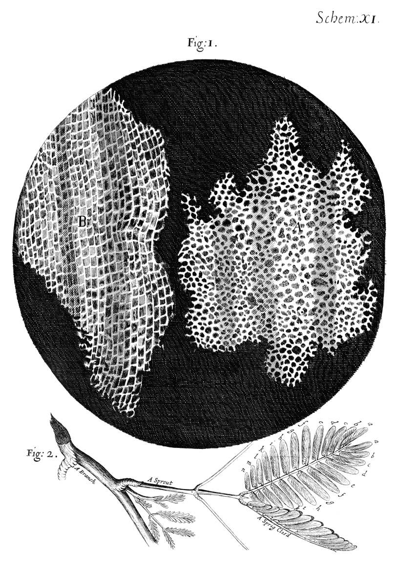 Cork_Micrographia_Hooke.png