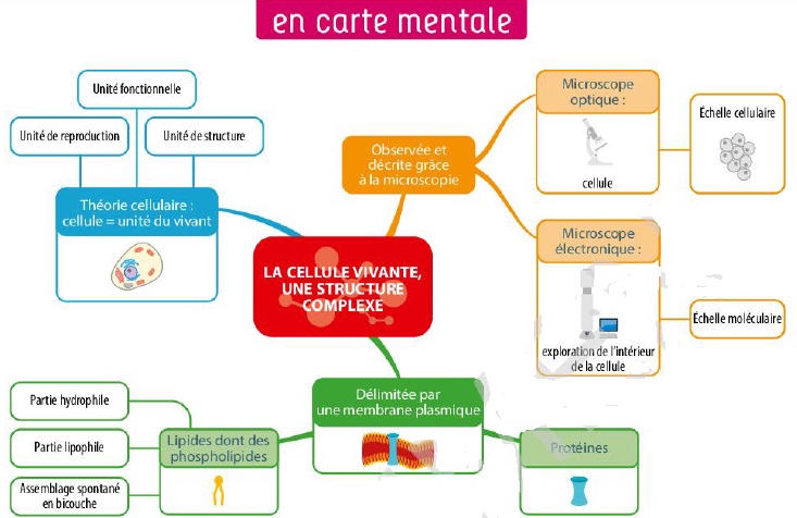 cartementale.jpg