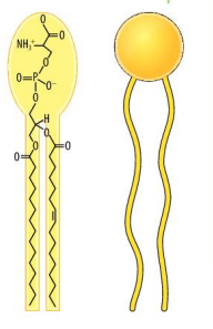 phospho.png