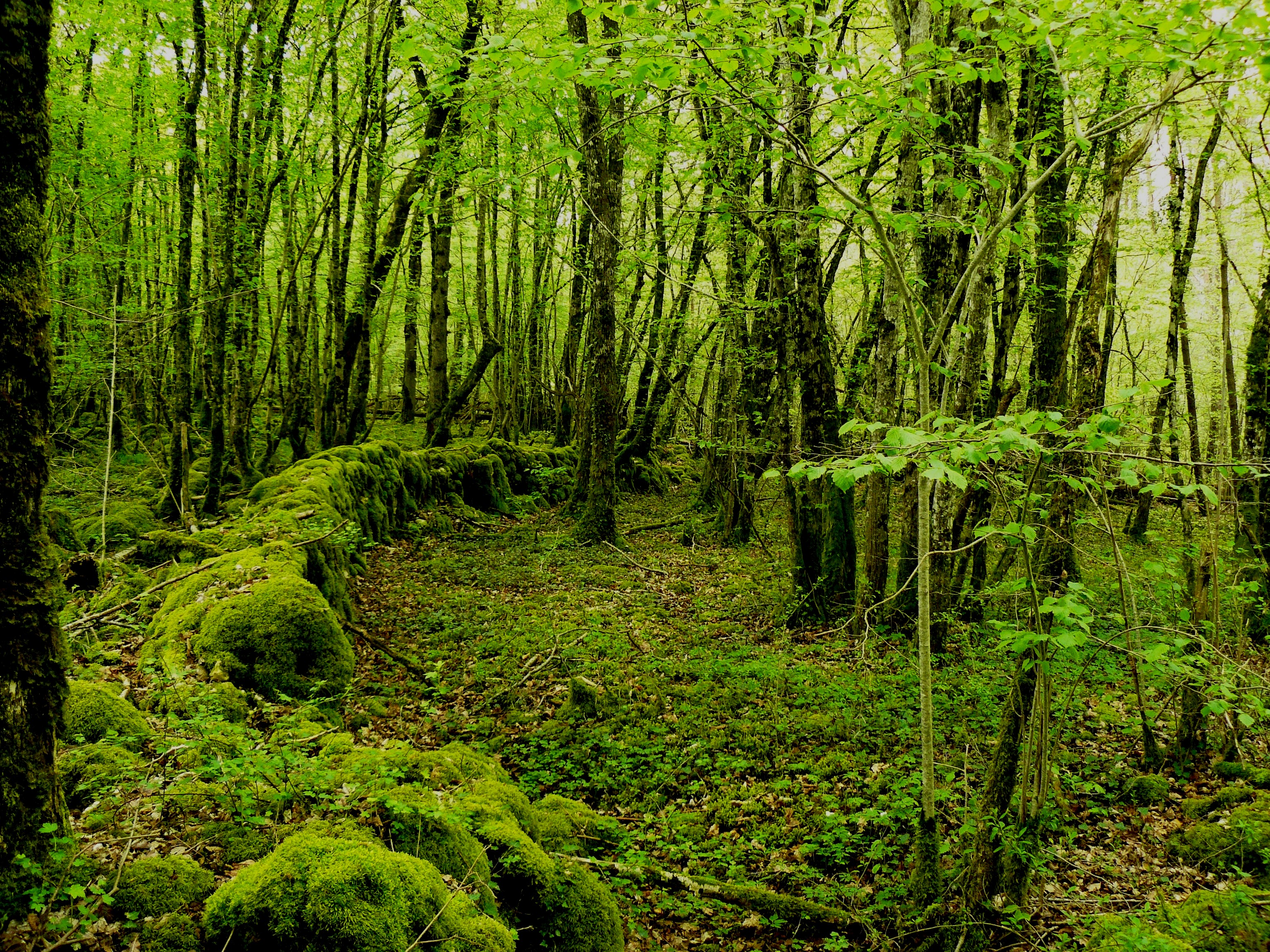 ecosysteme.jpg