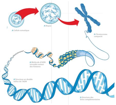 ../chromosomes.jpg