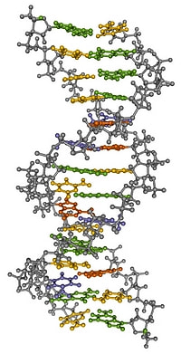 ADN4.jpg