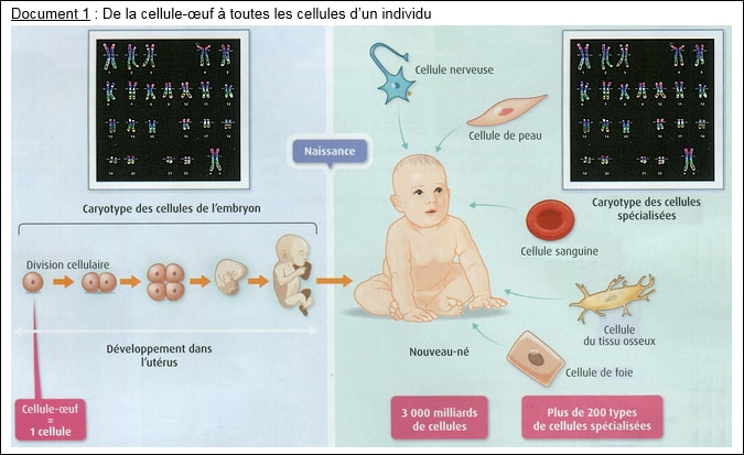 celluleoeuf.jpg