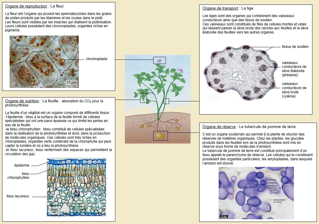 celluleveg.jpg