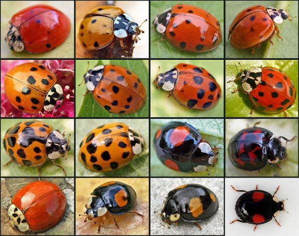 coccinelle