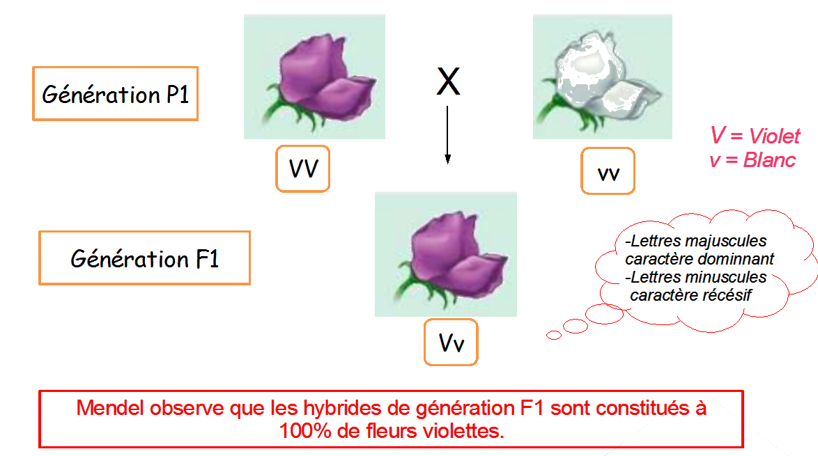 1ere%20loi%20mendel.png
