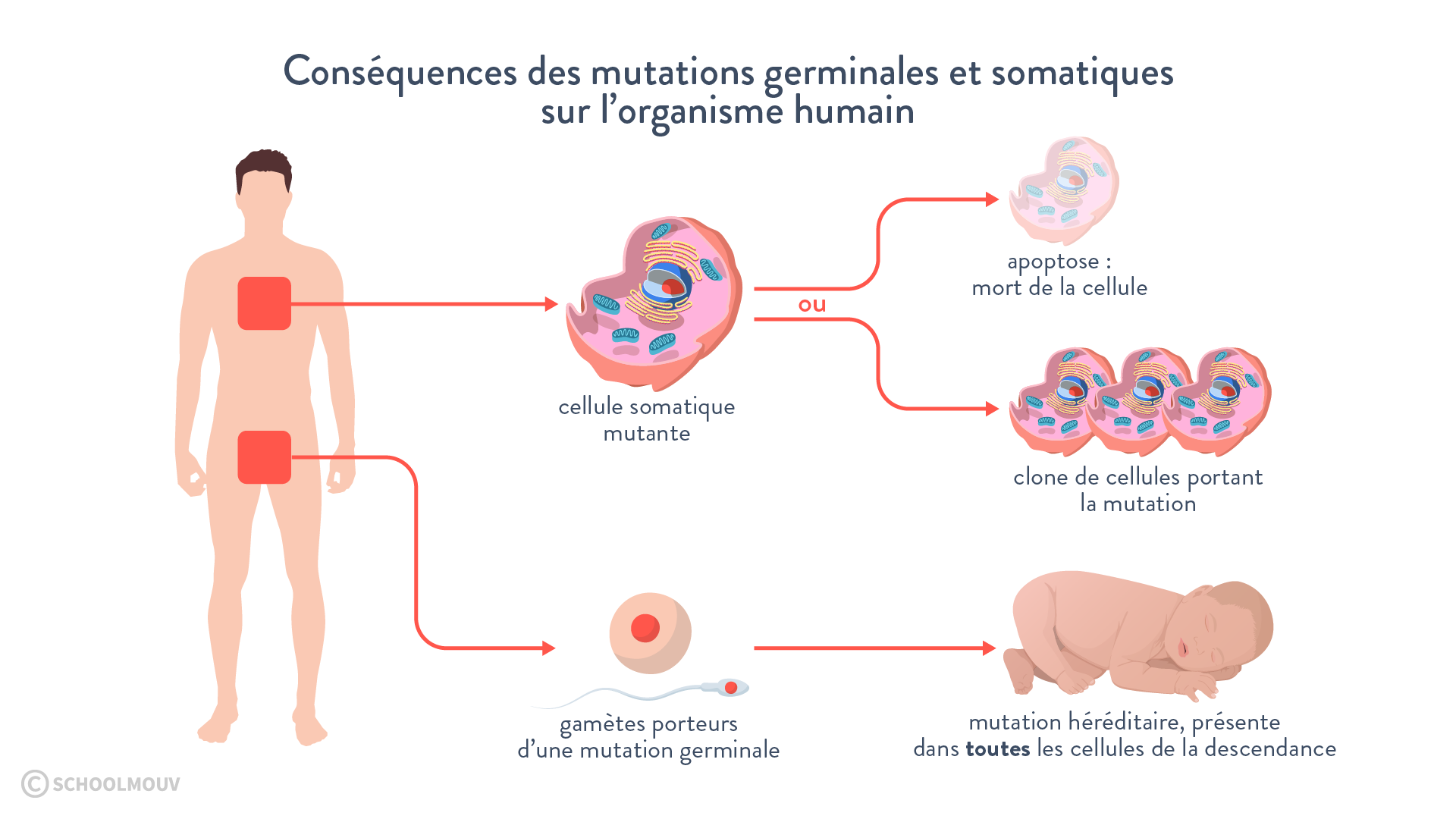 consequencemutation.png