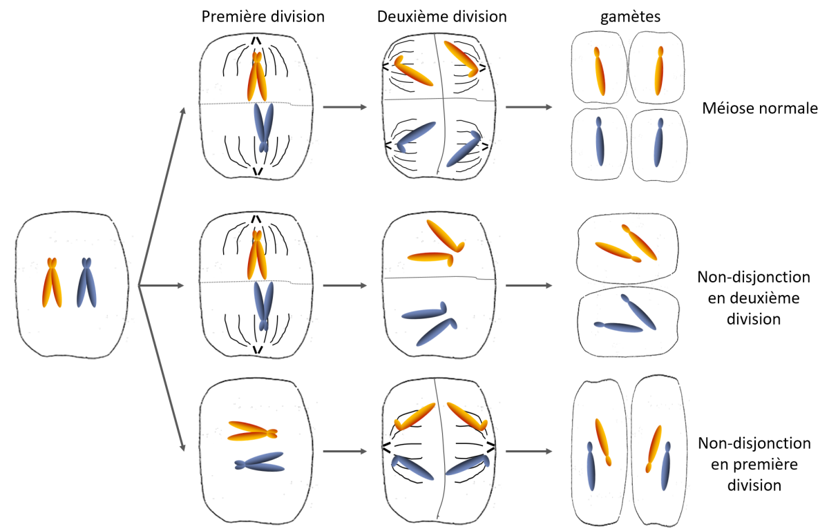 fig3_50.png