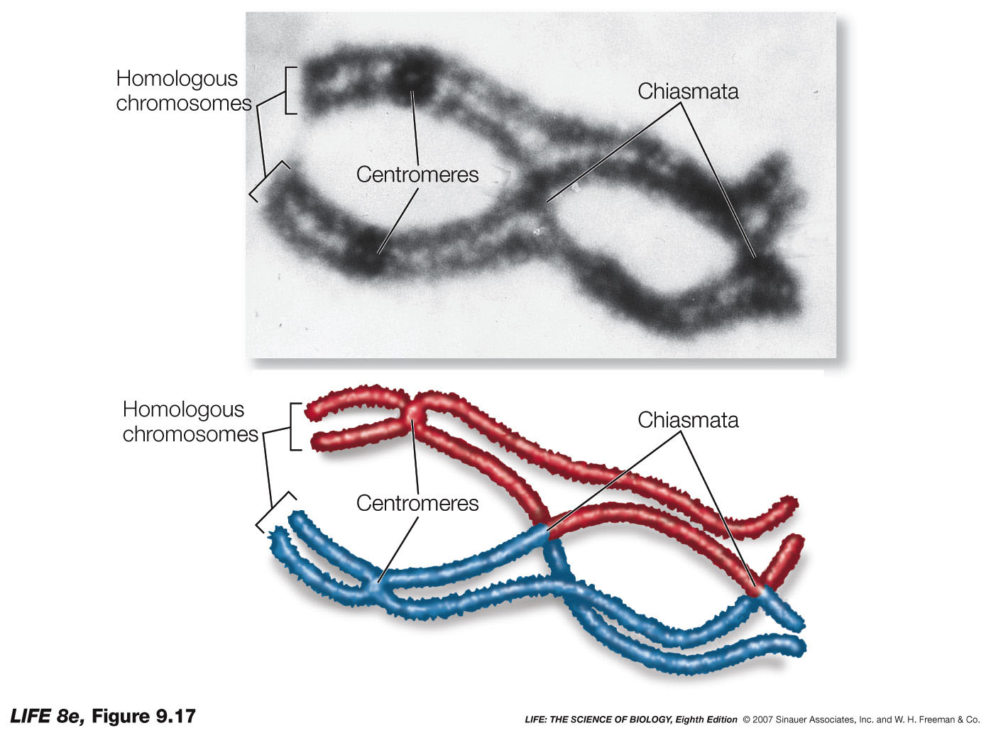 image-chiasma.jpg