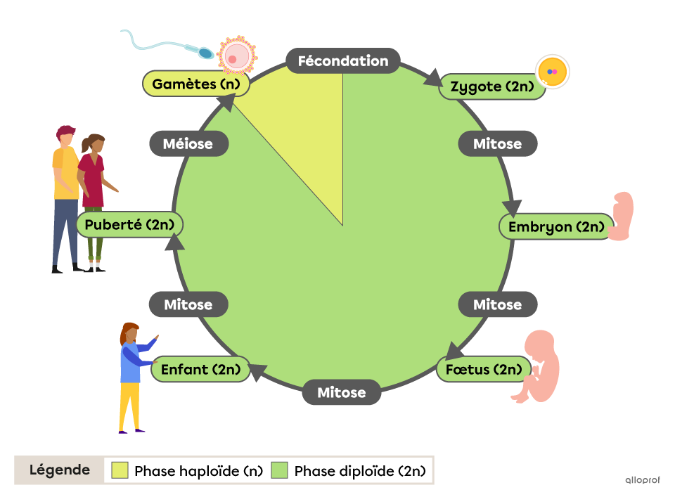is1313-5-cycle-humain.png