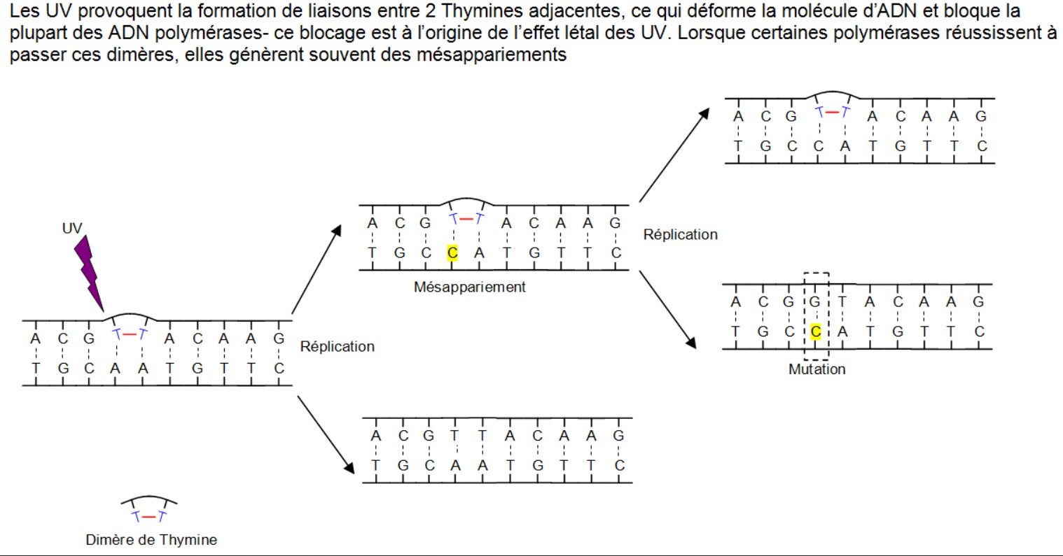 file:///E:/Virginie/cours%20college%202016-2023/sitesvt2016/LYCEE/3TermSPE/T1/T1/Chap1/mutationuv.jpg