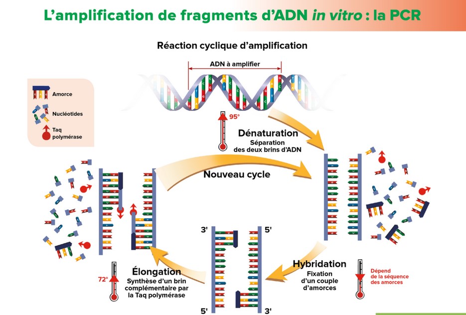pcr.jpg