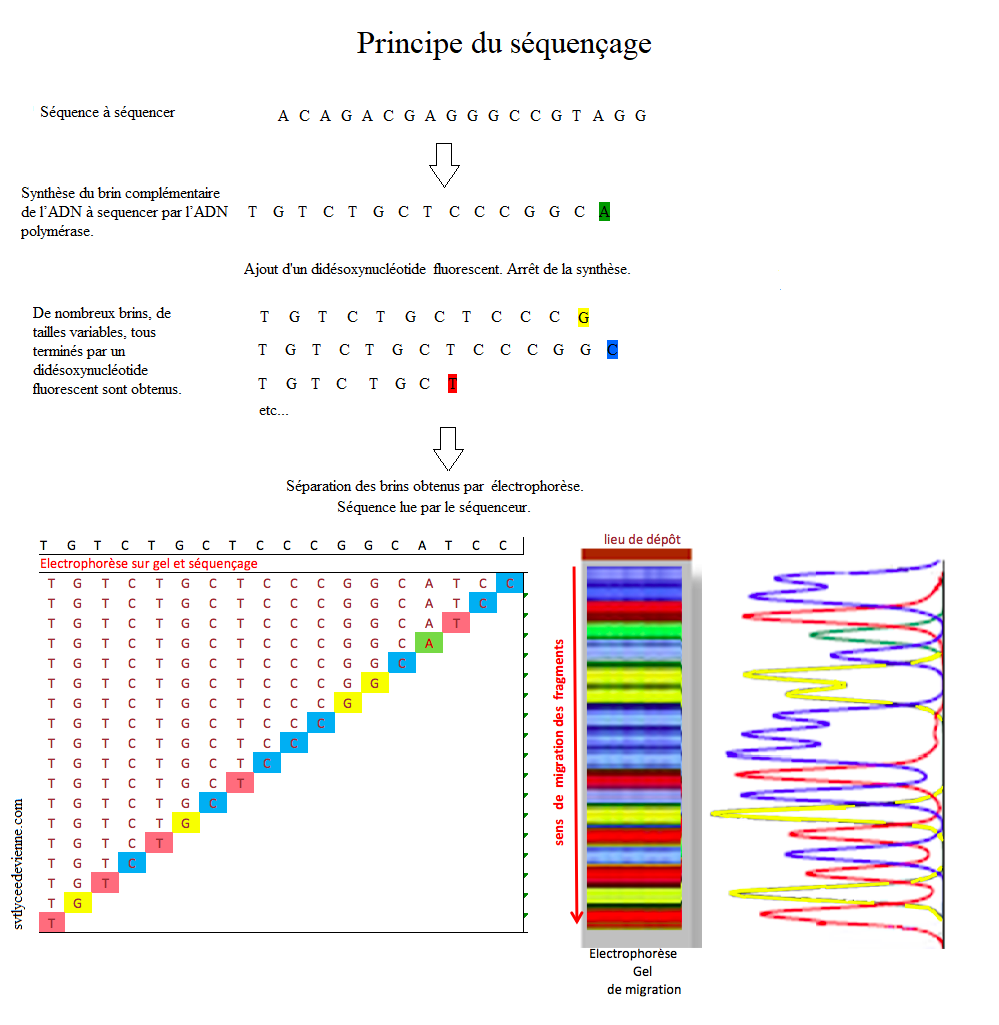 principe-sequencage.png