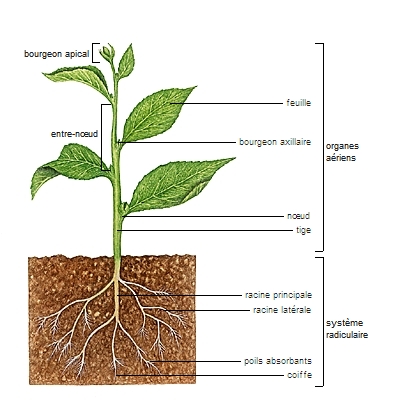 plante