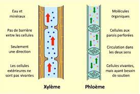 XYLEME