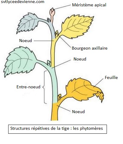 phytomere.jpg