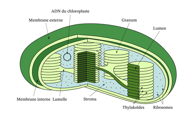 Image11.png
