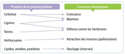 Image7.png
