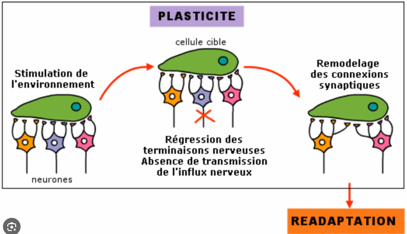 PLASTICIT2.png