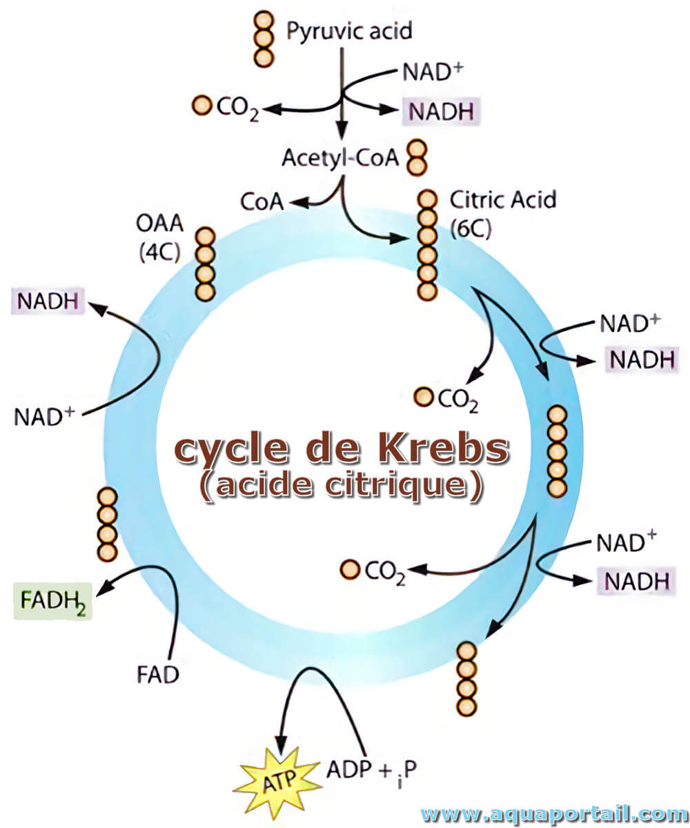 cycle-de-krebs-acide-citrique-simplifie.jpg