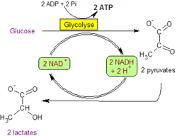 glycolyse.png