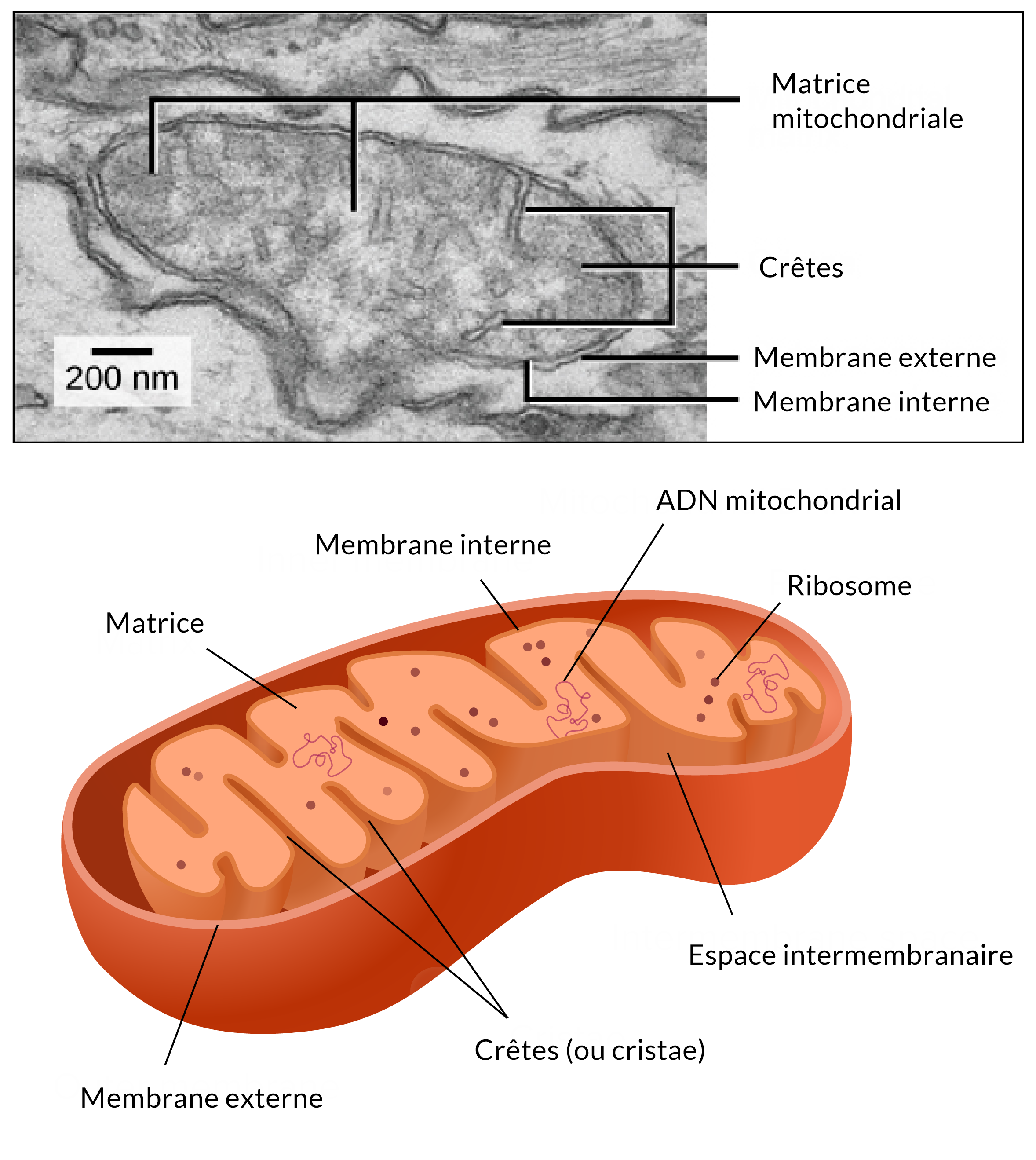 mitochondrie.png