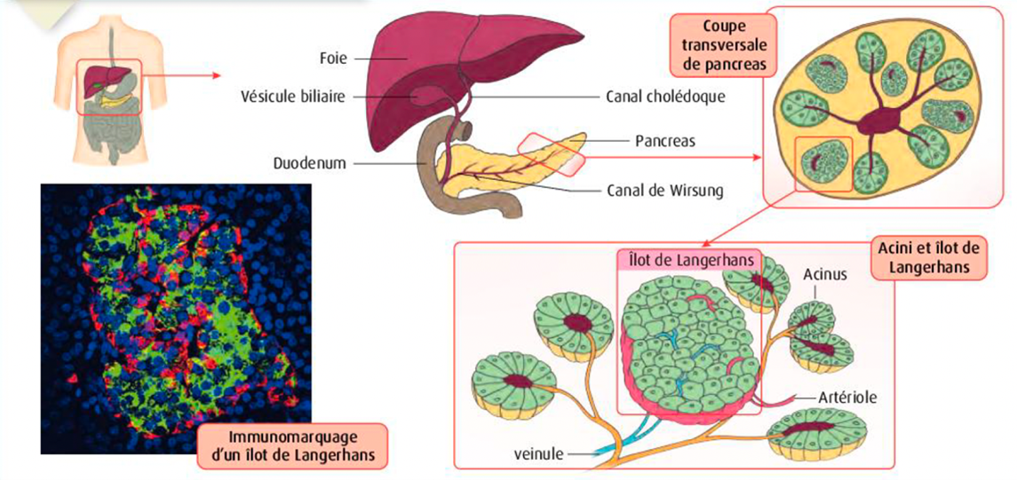 pancreas.png