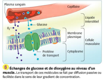 transportglucose.png